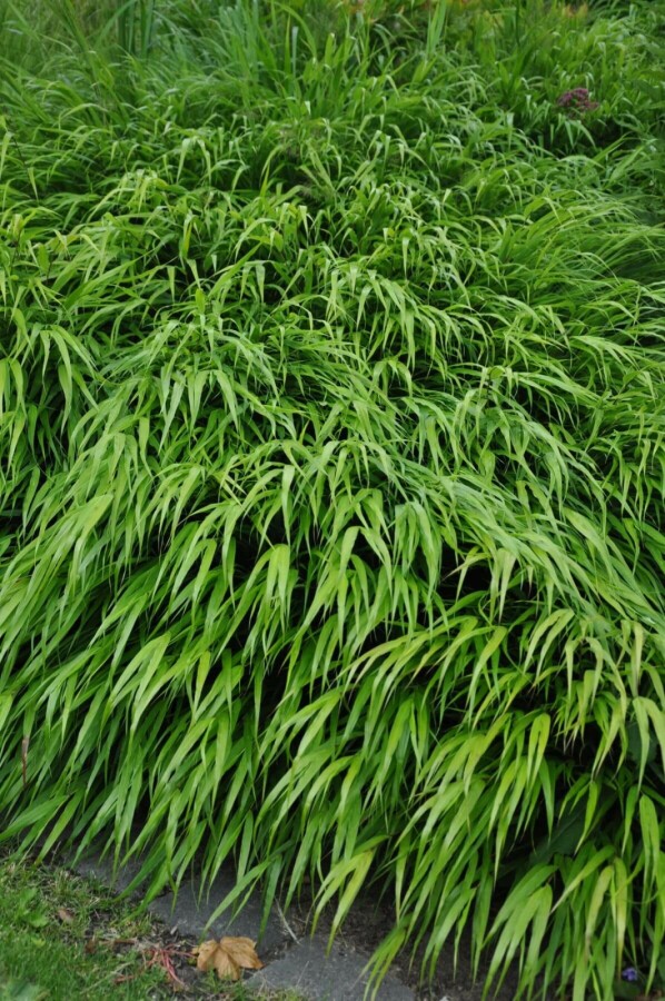 Hakonechloa macra Hakonechloa macra