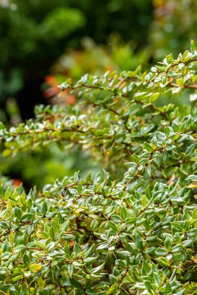 Berberis thunbergii 'Bagatelle' struik 20-25 cm