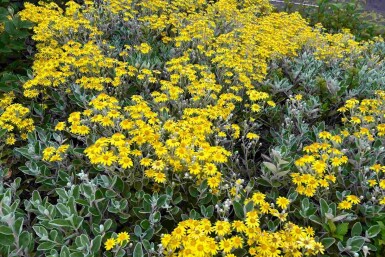 Brachyglottis 'Sunshine' struik 30-40 cm