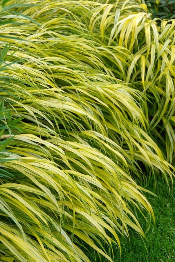 Hakonechloa macra 'Aureola' Hakonechloa macra 'Aureola'