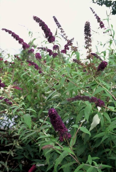 Buddleja davidii 'Black Knight' struik 40-60 cm