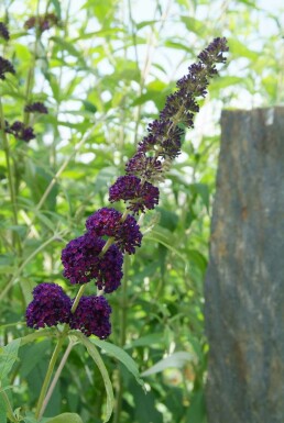 Buddleja davidii 'Black Knight' struik 40-60 cm