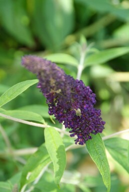 Buddleja davidii 'Black Knight' struik 60-80 cm