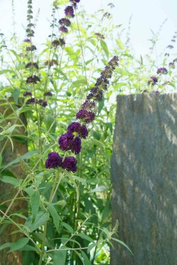 Buddleja davidii 'Black Knight' struik 100-125 cm