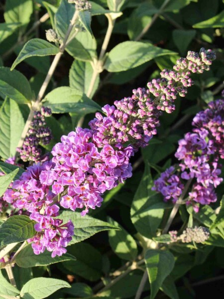Buddleja davidii 'Blue Chip' struik 40-50 cm