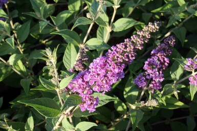 Buddleja davidii 'Blue Chip' struik 40-50 cm