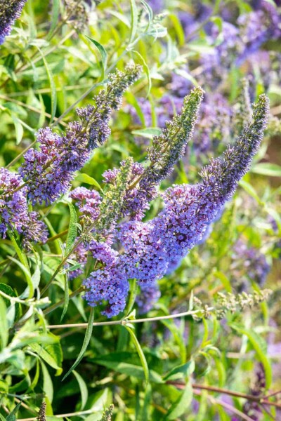 Buddleja davidii 'Empire Blue' struik 60-80 cm