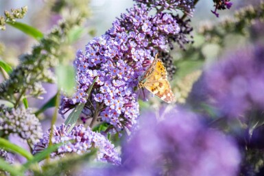 Buddleja davidii 'Empire Blue' struik 60-80 cm