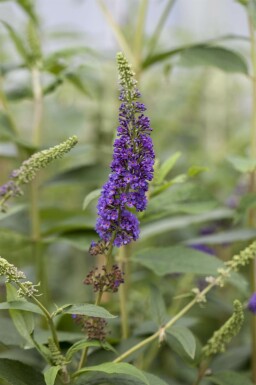 Buddleja davidii 'Empire Blue' struik 60-80 cm