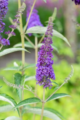 Buddleja davidii 'Empire Blue' struik 60-80 cm