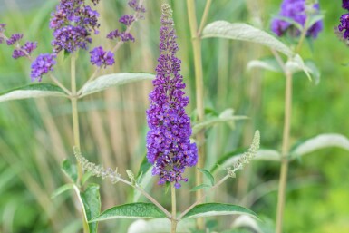 Buddleja davidii 'Empire Blue' struik 60-80 cm