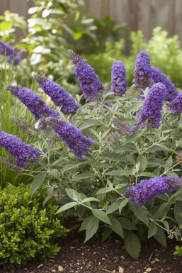 Buddleja davidii 'Free Petite Blue Heaven' struik 40-50 cm