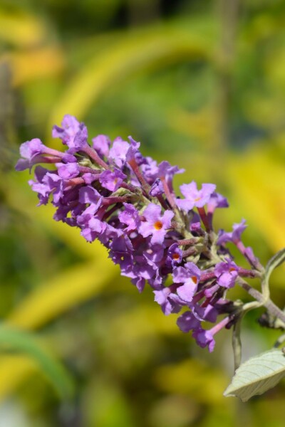 Buddleja davidii 'Free Petite Dark Pink' struik 25-30 cm