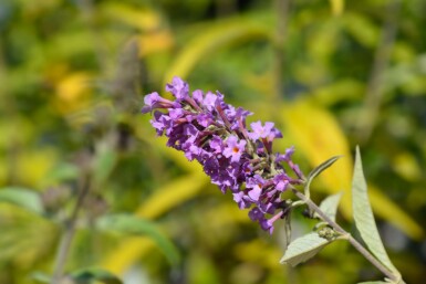 Buddleja davidii 'Free Petite Dark Pink' struik 40-50 cm