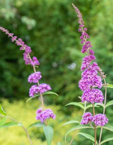 Buddleja davidii 'Ile de France' struik 40-60 cm