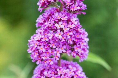 Buddleja davidii 'Ile de France' struik 40-60 cm