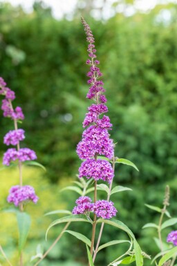 Buddleja davidii 'Ile de France' struik 60-80 cm