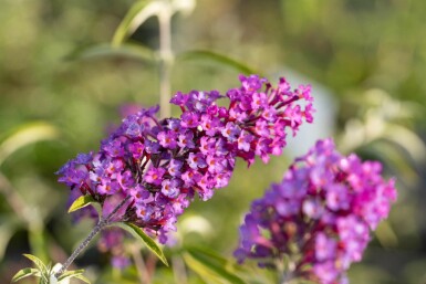 Buddleja davidii 'Nanho Purple' struik 30-40 cm