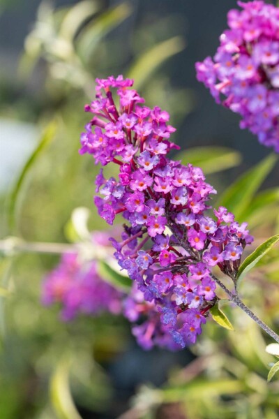 Buddleja davidii 'Nanho Purple' struik 40-60 cm