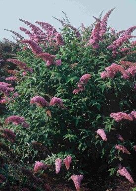 Buddleja davidii 'Pink Delight' struik 40-60 cm