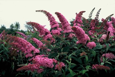 Buddleja davidii 'Pink Delight' struik 40-60 cm