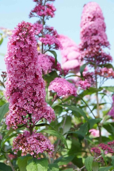Buddleja davidii 'Pink Delight' struik 60-80 cm