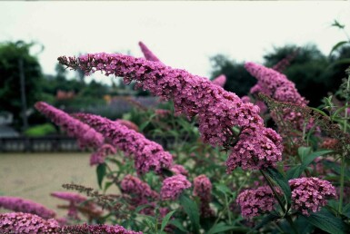 Buddleja davidii 'Pink Delight' struik 60-80 cm