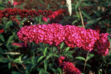 Buddleja davidii 'Royal Red' struik 40-60 cm