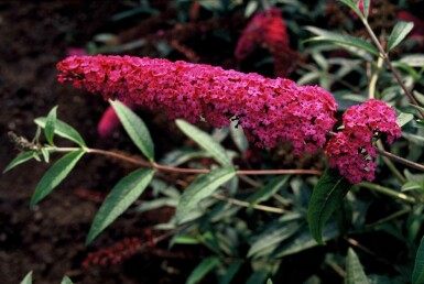 Buddleja davidii 'Royal Red' struik 40-60 cm