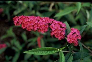 Buddleja davidii 'Royal Red' struik 40-60 cm