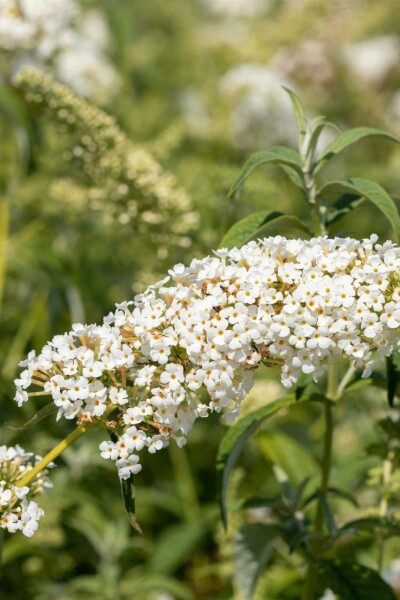 Buddleja 'White Chip' struik 40-50 cm