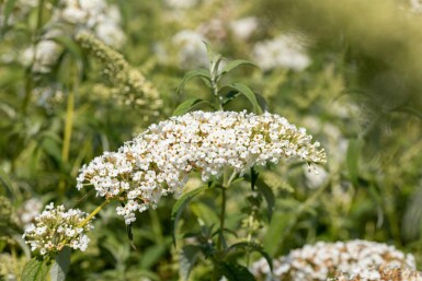 Buddleja 'White Chip' struik 40-50 cm