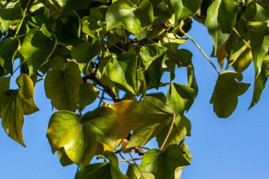 Hedera helix 'Arborescens'