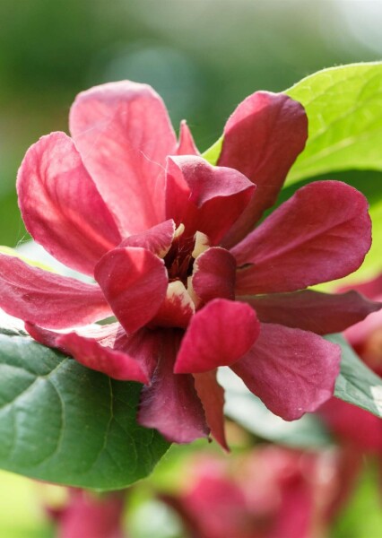 Calycanthus 'Aphrodite' struik 100-125 cm