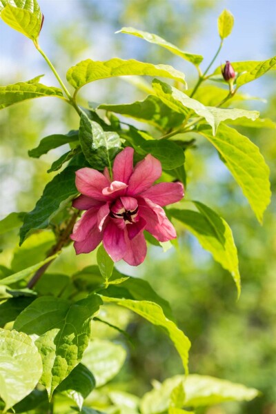 Calycanthus floridus struik 60-80 cm