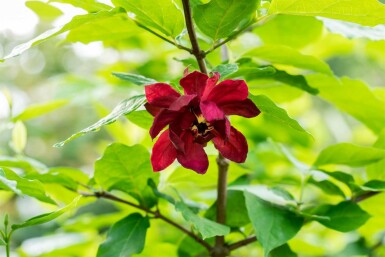 Calycanthus floridus struik 60-80 cm