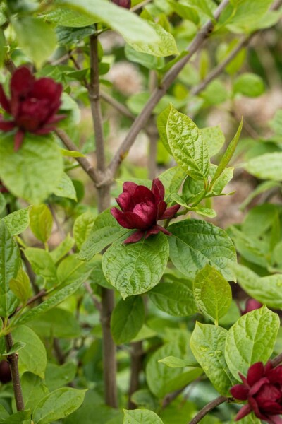 Calycanthus 'Hartlage Wine' struik 40-60 cm