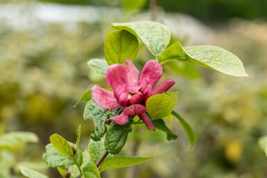 Calycanthus 'Hartlage Wine' struik 40-60 cm