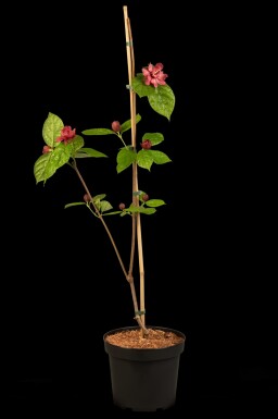 Calycanthus 'Hartlage Wine' struik 40-60 cm