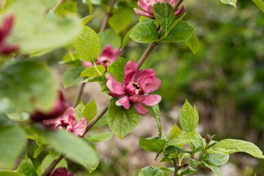 Calycanthus 'Hartlage Wine' struik 80-100 cm
