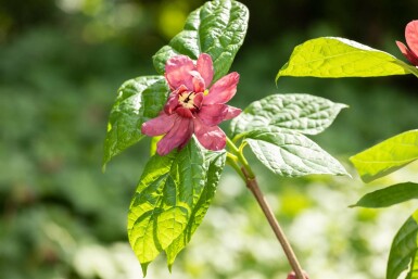 Calycanthus 'Hartlage Wine' struik 80-100 cm