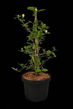 Calycanthus 'Venus' struik 60-80 cm