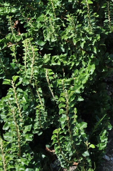 Hedera helix 'Erecta' C2 20-25