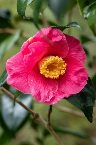 Camellia japonica 'Dr King' struik 100-125 cm