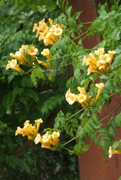 Campsis radicans 'Flava' struik 150-175 cm