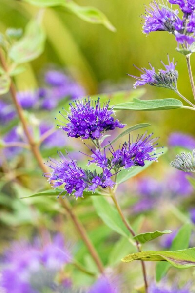 Caryopteris clandonensis 'Heavenly Blue' struik 30-40 cm