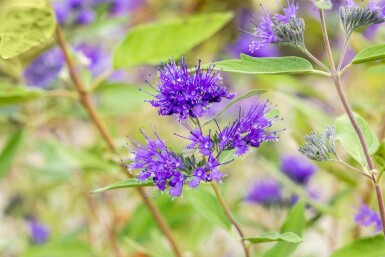 Caryopteris clandonensis 'Heavenly Blue' struik 40-60 cm
