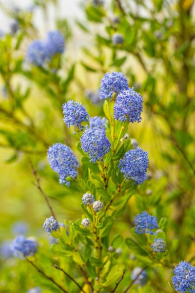 Ceanothus impressus 'Victoria' struik 25-30 cm
