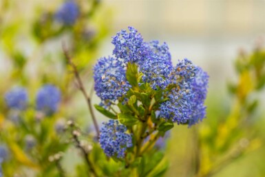 Ceanothus impressus 'Victoria' struik 25-30 cm