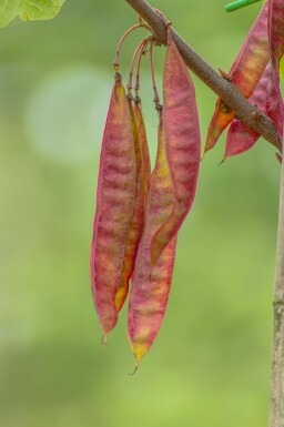 Cercis canadensis struik 80-100 cm